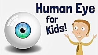 The Human Eye for Kids [upl. by Nylodnewg]