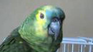 Blue fronted amazon parrot talking [upl. by Adnaloj442]