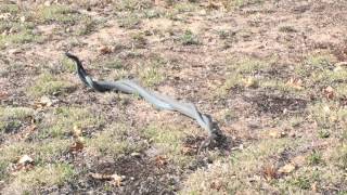 Coluber constrictor foxii commonly known as the Blue Racer Snake [upl. by Lebna]