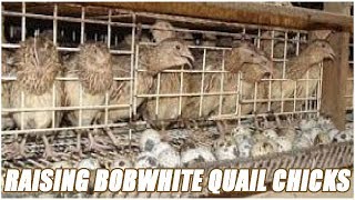 Raising Bobwhite Quail Chicks [upl. by Cletus]