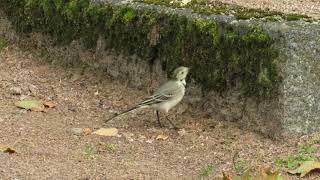 White Wagtails foraging at a mossy stone [upl. by Alessandro122]