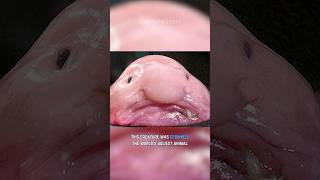 Ugliest Animal  Blobfish [upl. by Larentia]