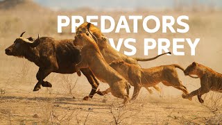 Lions Vs Buffalo Apex Predators Hunt Buffalo For Survival  Wildlife Documentary [upl. by Arraes]