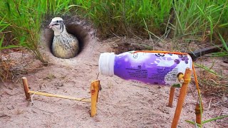 Smart version Bird Trap  Use small Milk bottle make bird trap [upl. by Milinda]