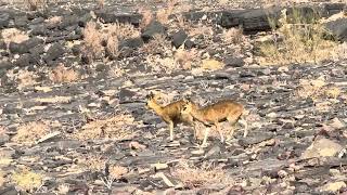 Rock jumpers Klipspringer in Fish River Canyon [upl. by Aremihc884]