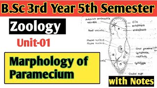 Marphology Of Paramecium Caudatum  Paramecium Structure  BSc 3rd Year 5th Semester Unit01 [upl. by Nosneb]