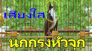 Thailand bird  เสียงนกกรงหัวจุก สำหรับต่อ หรือ เปิดให้นกคึก เสียงเพราะๆ  part 25 [upl. by Eveleen]