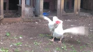 Male Muscovy Ducks Fighting For Dominance The Hobby Farm [upl. by Giordano]