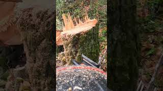 Falling Tree Stabs Ground HARD damage dangerous arborist [upl. by Gassman318]