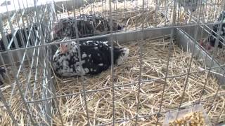 Exposición Gallinas Autóctonas Andaluzas Real Feria de Mayo Ronda 2015 [upl. by Acinonrev549]