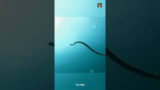 This Is Most Venomous Snake On Earth😱shortvideo trending viralvideoviralshortsshortstopnew [upl. by Llenad]