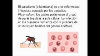 EL PALUDISMO O MALARIA PERCY ZAPATA MENDO [upl. by Anehs]