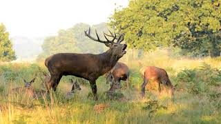 Red deer stag rut call [upl. by Constant665]