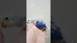 Blue 2 Fisheri birds lovebirds beautiful lovely violet trending shorts shortvideo [upl. by Oruasi]