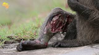 NEVER SEEN BEFORE Baboon EATS his own leg [upl. by Zolnay]