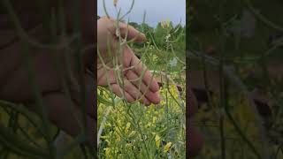 Collard Greens Going To Seed [upl. by Annala267]