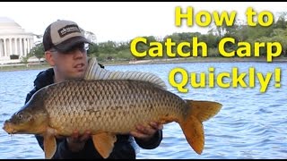 How to catch carp quickly  Fishing for carp with pack bait [upl. by Pallaten]