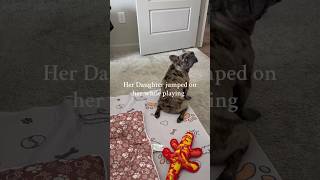 I came home from vacation and my dog cant walk [upl. by Dorice]