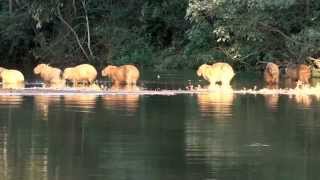 Brazilian fauna Animals of the Pantanal fauna Brazil country [upl. by Arden]