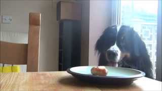 Our Bernese Mountain dog Milo steals a sausage [upl. by Eniamat]