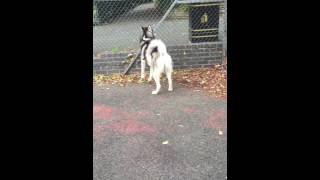 SIBERIAN HUSKY BARKING [upl. by Loreen575]