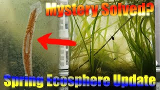 HUGE Spring Ecosphere  5 month update  Mystery Solved [upl. by Esbenshade]