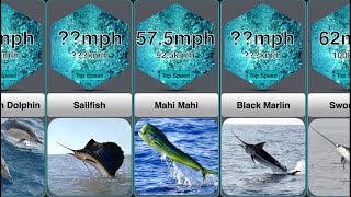 Speed Comparison Fastest Sea Animals [upl. by Eronel]