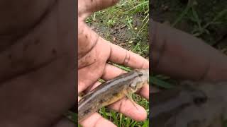 Unique fish fishing villagelife viralvideo travel catching fish 🐟 [upl. by Aerdnac]