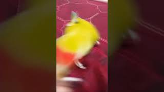 Burung nya lucu tapi boonganimals hewanlucu viralvideo trendingshorts [upl. by Jair]