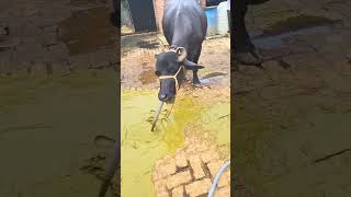 Impaction Of Rumen Treatment 💉💉 shortvideo trendingreelsvideo [upl. by Asennav531]