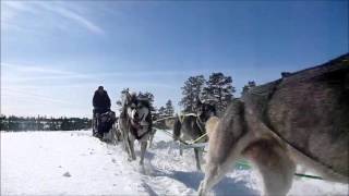 Sporbryter  Hundekjøring i Skjækra [upl. by Grane]