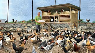 Chicken Prices Increase  Severe Shortage In Market  Chicken Association Huge Announcement  24News [upl. by Gnilyarg]