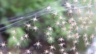 Ballooning Spiderlings [upl. by Dolorita700]