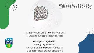 Moniezia expansa Sheep tapeworm [upl. by Savage]