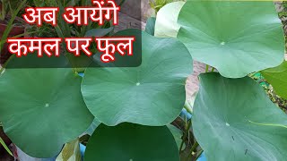 1840 Ab Aayenge Kamal Par Phool  Kya Lotus Plant Me Bhi Kaante Hote Hain [upl. by Sauls]