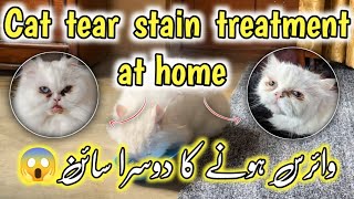 Persian cat eyes cleaning method Home remedies for cat tear stain cleaningHow to clean cats eyes [upl. by Occer]