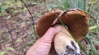 Foraging Porcini Mushrooms [upl. by Mathur]