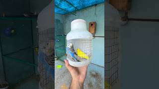 Budgies parrot ko colony main chore diya 🤩 birds [upl. by Eiffub]