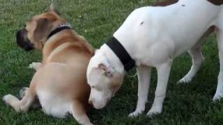 boerboel vs pitbull [upl. by Aleydis]