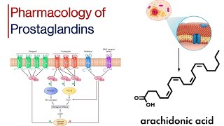 Synthesis of Prostaglandins Prostanoid Receptors Primary Signaling Pathways thepharmaguidechannel [upl. by Mayyahk]