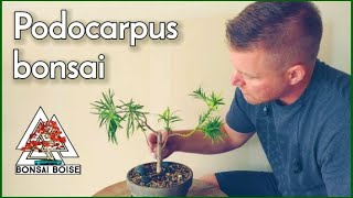 Podocarpus Bonsai  Trim and repot [upl. by Attenweiler]