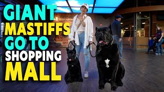 Giant Mastiffs Go To Shopping Mall Cane Corsos amp Puppy [upl. by Hedges162]