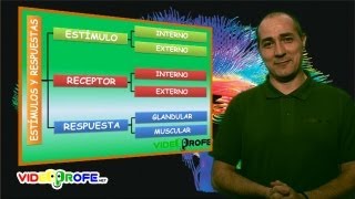 04 Estímulos y respuestas 6º Conocimiento del Medio Videoprofenet [upl. by Curley]