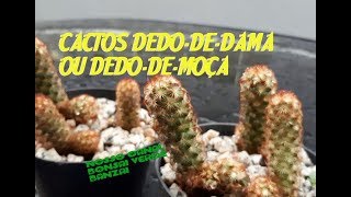 CACTOS DEDODEDAMA mammillaria elongata OU DEDODEMOÇA [upl. by Nwahsyd]