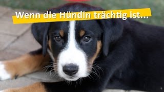 WauTV  Die Trächtigkeit einer Hündin Ablauf und mögliche Komplikationen [upl. by Joletta631]