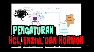 Fisiologi Pengaturan Sekresi LambungCephalic gastric intestinal phase HCL Enzim dan Hormon part 2 [upl. by Rehpotsirk]