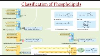 Phospholipids Biochemistry  Ample Medical Lectures [upl. by Py74]