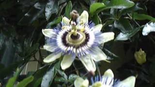 Blue Passion Flower Passiflora caerulea [upl. by Ierbua52]