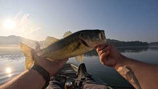 HOW TO fish a ned rig in super CLEAR water 🎣🥷monsterbass bassfishing fishing fish megabass [upl. by Lemraj]