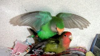 Lovebird Breeding Story [upl. by Igig]